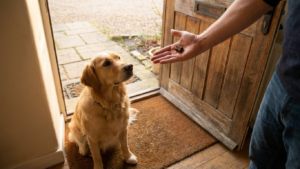 Dog follows you into the bathroom