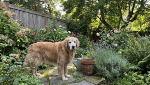 Why is my dog shaking