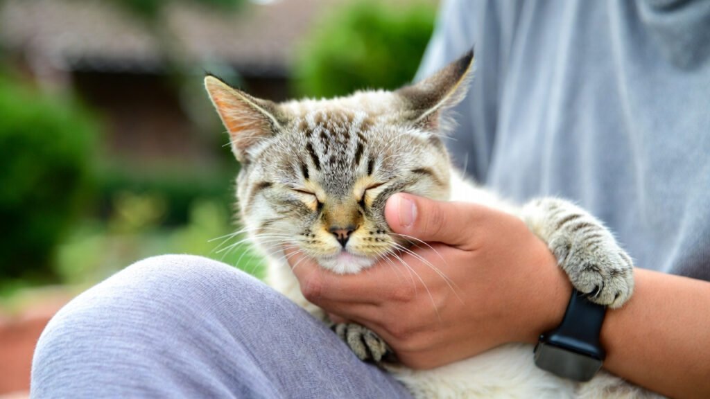 Medical Causes of Cat Aggression