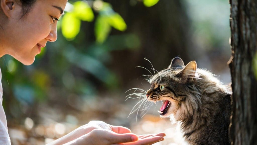 cat aggression warning signs