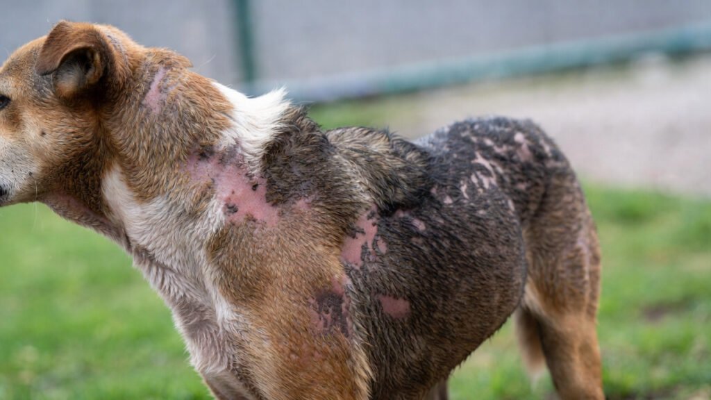 a dog with scabs on its skin