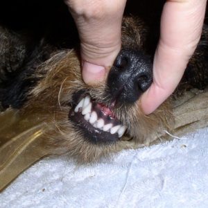 dog with a bad tooth | can a bad tooth kill a dog