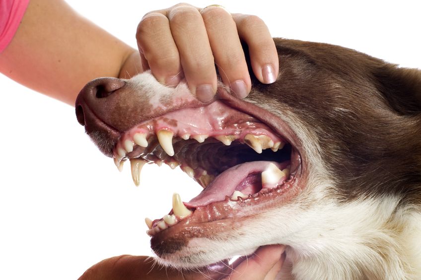 best treats for dog teeth