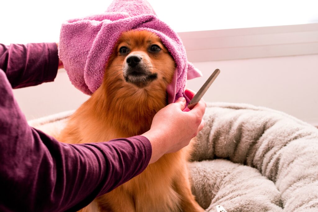 how to open a dog day care