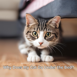 Why Does My Cat Go Under the Bed?