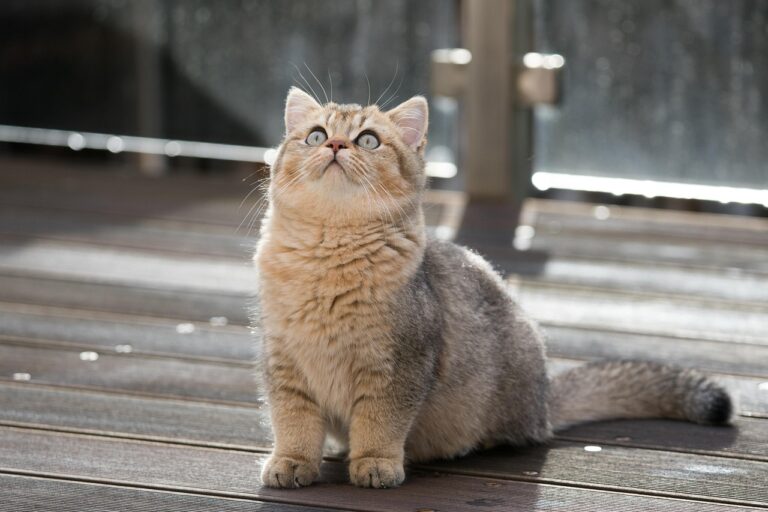 British Shorthair Breeders