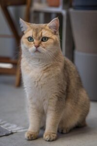 British Shorthair Breeders