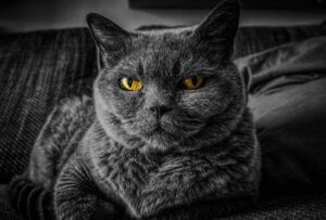 How Often Should I Feed My British Shorthair Cat