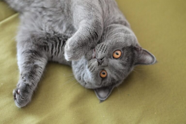How Often Should I Feed My British Shorthair Cat