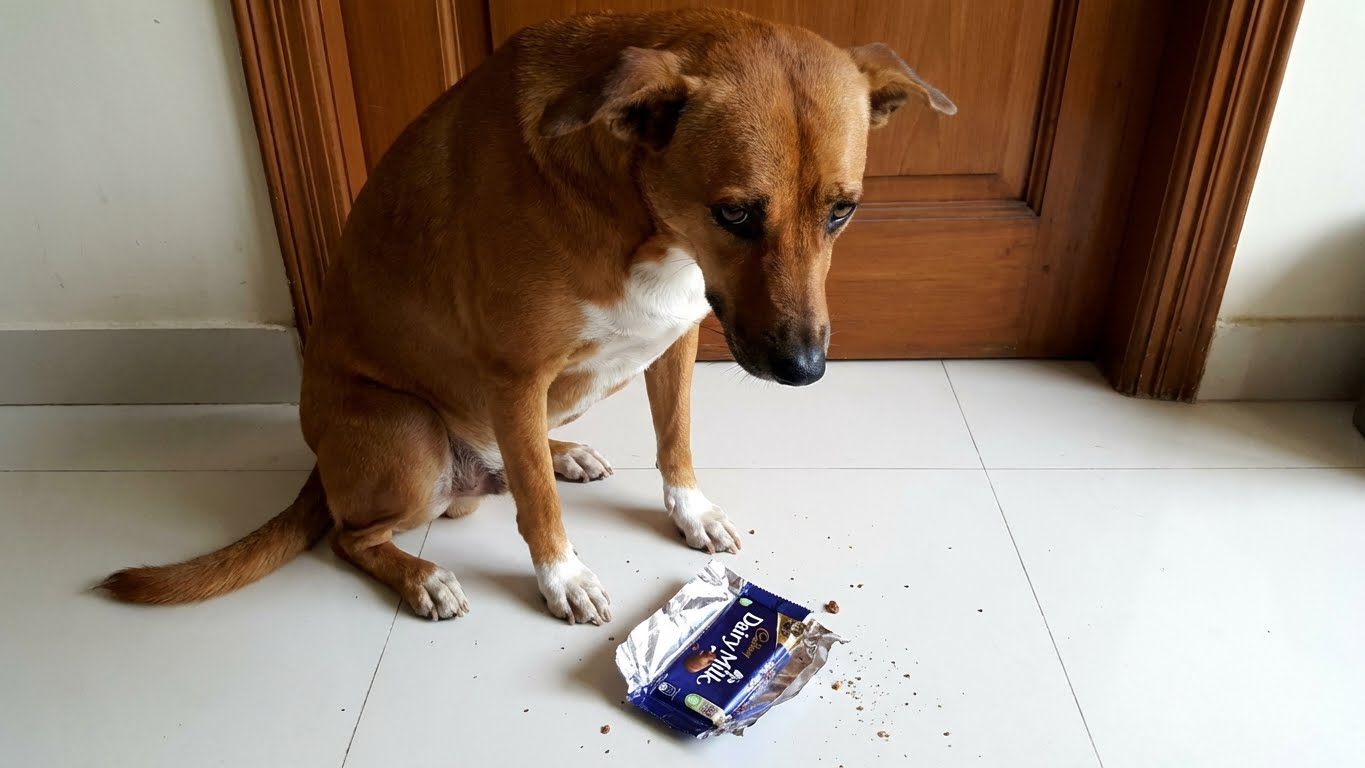 Help! My Dog Ate Chocolate: 5 Emergency Steps & Toxicity Timeline