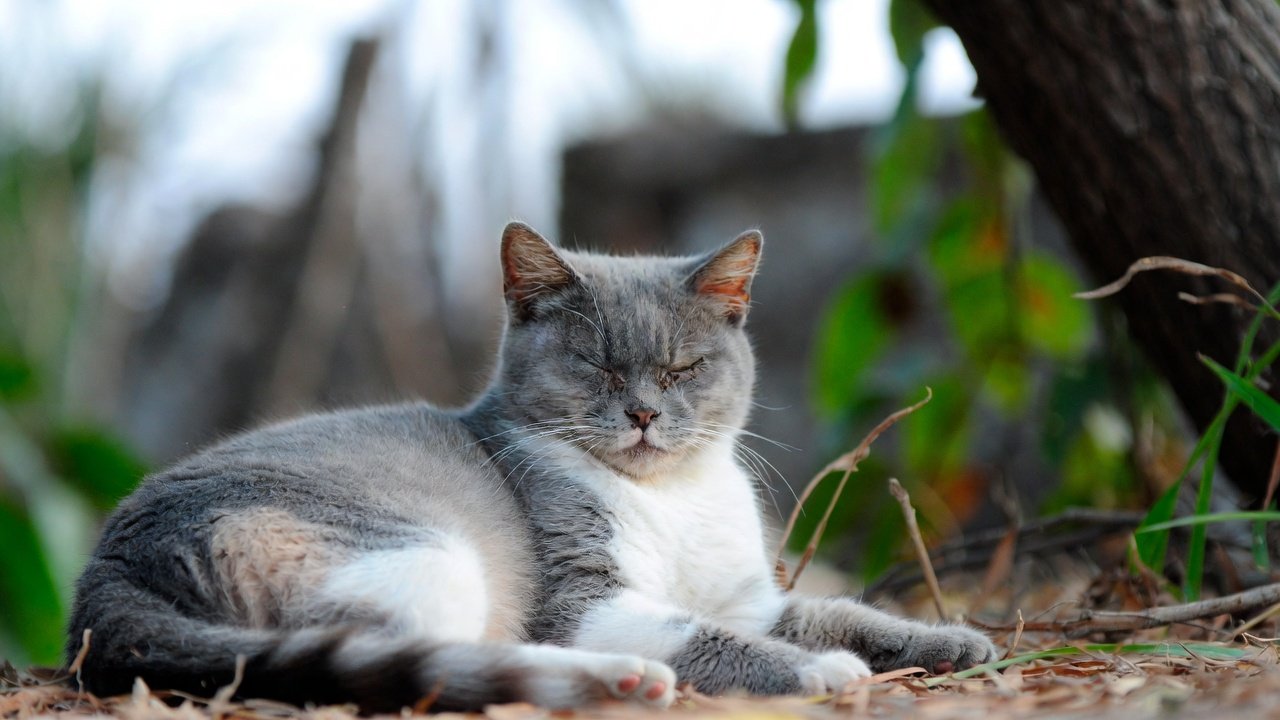 Cat Aggression Warning Signs: Mastering the Silent Language of Your Feline